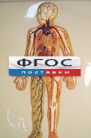 Модель барельефная "Кровеносная система человека" - fgospostavki.ru - Балашиха