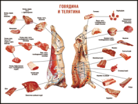 Таблица "Правила разделки мясных туш. Говядина и телятина" (100х140 сантиметров, винил) - fgospostavki.ru - Балашиха