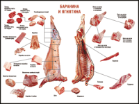 Таблица "Правила разделки мясных туш. Баранина и ягнятина" (100х140 сантиметров, винил) - fgospostavki.ru - Балашиха