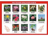 Таблица демонстрационная "Растения Красной книги" (винил 100*140) - fgospostavki.ru - Балашиха