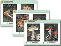 Комплект таблиц раздаточных "Грибы съедобные и несъедобные" (цветные, ламинированные, А4, 8 штук) - fgospostavki.ru - Балашиха