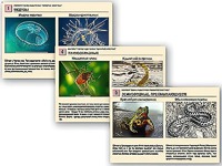 Комплект таблиц раздаточных "Ядовитые животные" - fgospostavki.ru - Балашиха
