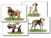 Набор карточек "Домашние животные" (раздаточные) - fgospostavki.ru - Балашиха