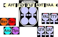 Модель-аппликация "Биосинтез белка" (ламинированная) - fgospostavki.ru - Балашиха