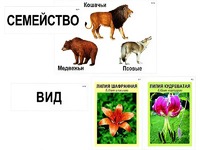 Модель-аппликация "Классификация растений и животных" (ламинированная) - fgospostavki.ru - Балашиха