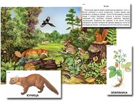 Магнитный плакат-аппликация "Лес: биоразнообразие и взаимосвязи в сообществе" - fgospostavki.ru - Балашиха