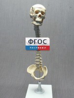 Модель "Позвоночник с черепом и тазом" - fgospostavki.ru - Балашиха