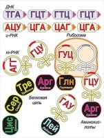Модель-аппликация Биосинтез белка - fgospostavki.ru - Балашиха