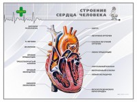 Стенд "Строение сердца человека" - fgospostavki.ru - Балашиха