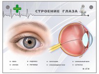 Интерактивный стенд "Строение глаза" - fgospostavki.ru - Балашиха