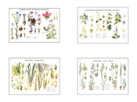 Плакаты ПРОФТЕХ "Систематика растений" (4 пл, винил, 70х100) - fgospostavki.ru - Балашиха