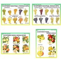 Плакаты ПРОФТЕХ "Ассортимент плодово-ягодных культур" (19 пл, винил, 70х100) - fgospostavki.ru - Балашиха