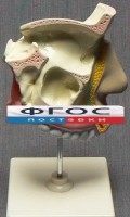 Модель "Разрез носоглотки" - fgospostavki.ru - Балашиха