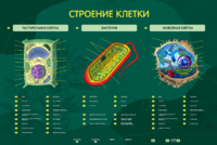 Электрифицированный стенд "Строение клетки" с маркерными полями - fgospostavki.ru - Балашиха