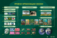 Электрифицированный стенд "Уровни организации жизни" - fgospostavki.ru - Балашиха