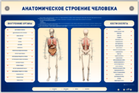 Электрифицированный стенд-тренажер c макетом скелета "Анатомическое строение человека" - fgospostavki.ru - Балашиха