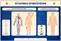 Электрифицированный стенд-тренажер "Остановка кровотечения" - fgospostavki.ru - Балашиха