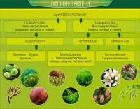 Стенд "Систематика растений" - fgospostavki.ru - Балашиха
