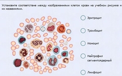 Интерактивные курсы. Биология 11 класс. Расширенный. - fgospostavki.ru - Балашиха
