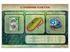 Электрифицированный стенд "Строение клетки" с маркерными полями - fgospostavki.ru - Балашиха