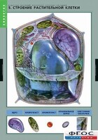 Комплект таблиц. Биология. Вещества растений. Клеточное строение. - fgospostavki.ru - Балашиха
