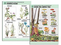 Комплект таблиц "Окружающий мир. Грибы. Растительный мир" (12 таблиц, А1, ламинированные) - fgospostavki.ru - Балашиха