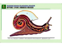 Рельефная таблица "Внутреннее строение брюхоногого моллюска" (формат А1, матовое ламинирование) - fgospostavki.ru - Балашиха