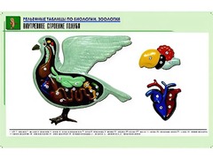Рельефная таблица "Внутреннее строение голубя" (формат А1, матовое ламинирование) - fgospostavki.ru - Балашиха