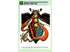 Рельефная таблица "Внутреннее строение жука" (формат А1, матовое ламинирование) - fgospostavki.ru - Балашиха