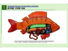 Рельефная таблица "Внутреннее строение рыбы" (формат А1, матовое ламинирование) - fgospostavki.ru - Балашиха