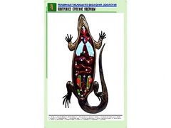 Рельефная таблица "Внутреннее строение ящерицы" (формат А1, матовое ламинирование) - fgospostavki.ru - Балашиха