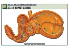 Рельефная таблица "Желудок жвачного животного" (формат А1, матовое ламинирование) - fgospostavki.ru - Балашиха