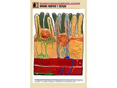 Рельефная таблица "Ворсинка кишечная с сосудом" (формат А1, матовое ламинирование) - fgospostavki.ru - Балашиха