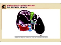 Рельефная таблица "Печень. Висцеральная поверхность" (формат А1, матовое ламинирование) - fgospostavki.ru - Балашиха
