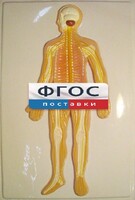 Модель барельефная "Нервная система человека" - fgospostavki.ru - Балашиха