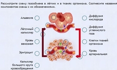 Интерактивные курсы. Биология 9 класс. Расширенный. - fgospostavki.ru - Балашиха