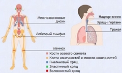 Интерактивные курсы. Биология 9 класс. Базовый. - fgospostavki.ru - Балашиха