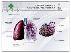 Стенд "Дыхательная система человека" - fgospostavki.ru - Балашиха