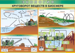 Таблица "Круговорот веществ в биосфере" (100х140 сантиметров, винил) - fgospostavki.ru - Балашиха