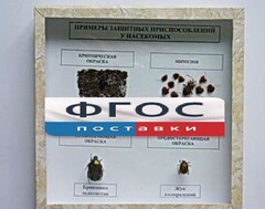 Коллекция энтомологическая "Примеры защитных приспособлений у насекомых" - fgospostavki.ru - Балашиха