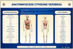 Электрифицированный стенд-тренажер c макетом скелета "Анатомическое строение человека" - fgospostavki.ru - Балашиха