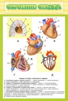 Стенд "Строение сердца" - fgospostavki.ru - Балашиха