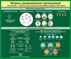 Стенд "Формы размножения организмов" - fgospostavki.ru - Балашиха