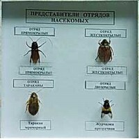 Коллекция энтомологическая "Представители отряда насекомых" - fgospostavki.ru - Балашиха