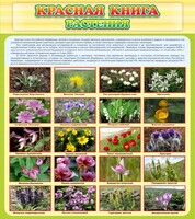 Стенд "Красная книга - растения" - fgospostavki.ru - Балашиха