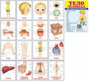Раздаточные карточки "Тело человека" - fgospostavki.ru - Балашиха