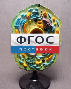 Модель "Клетка растения" - fgospostavki.ru - Балашиха