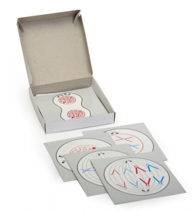 Модель-аппликация "Деление клетки" (набор из 5 карт) - fgospostavki.ru - Балашиха