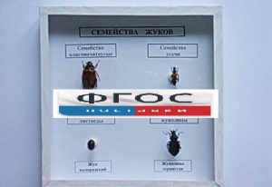 Коллекция "Семейство жуков" - fgospostavki.ru - Балашиха