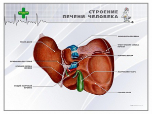 Стенд "Строение печени человека" - fgospostavki.ru - Балашиха
